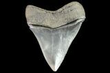 Serrated, Fossil Megalodon Tooth - Beautiful Tooth #104979-2